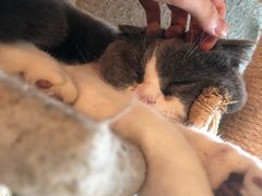 -共舞时光猫咖·狗咖(新街口店)
