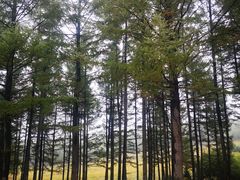 -塞罕坝国家级自然保护区