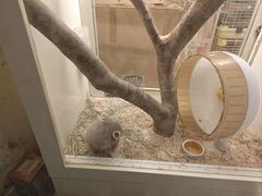 -龙猫仔乐园(惠福东路店)