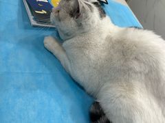 -伟伟宠物医院·CT影像中心·瑞派犬猫综合性门诊(汉口总院)