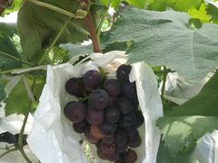 -马陆小张葡萄园农家乐