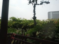 -嘉定紫藤园