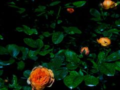 -人民公园(罗湖区)