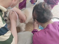 -A猫a狗全科·犬猫异宠·芥西宠物医院(南开总院)