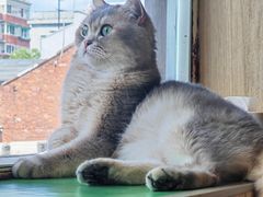 -MOCHA明星猫咖(田子坊店)