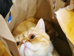 -猫小院猫主题咖啡厅(北锣店)