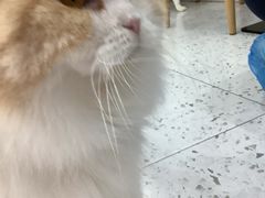 -喵园·猫主题咖啡厅·撸猫·猫咖(国贸店)