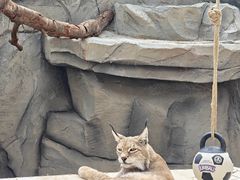-青藏高原野生动物园