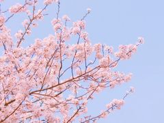 -顾村公园