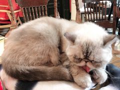 -猫色咖啡·猫咖