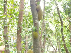 -瑞丽独树成林风景区