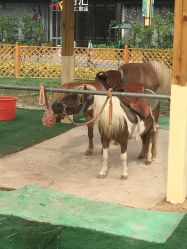 -萌宠亲子动物乐园(槐房万达店)