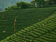 -龙坞茶村