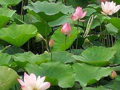 -天津东丽湖风景区