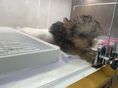 -翊宠yipet猫狗购宠庄园犬舍•猫舍