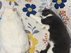 -北京赛佳动物医院