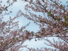 -高东镇樱花园