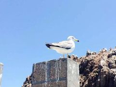 -海驴岛(荣成市)
