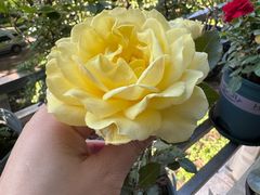 -龙大花卉苗木市场