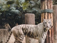 -广州长隆野生动物世界