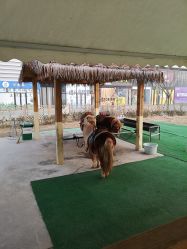 -萌宠亲子动物乐园(槐房万达店)