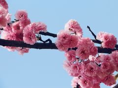 -天适樱花悠乐园