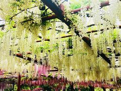 -嘉定紫藤园