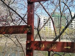 -桃花堤公园