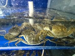-阳澄湖大闸蟹·琼灵阁牌品牌连锁(吴中总店)
