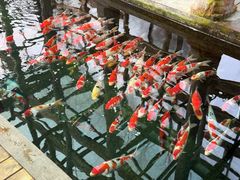 -观唐（国际）度假村温泉