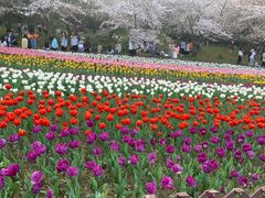-苏州上方山国家森林公园