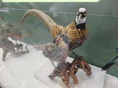 -国家自然博物馆