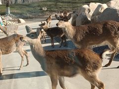 -北京野生动物园