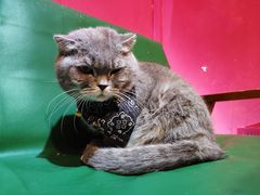 -猫色咖啡·猫咖