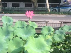 -杭州西湖风景名胜区-北街寻梦