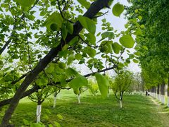 -汉长安城未央宫国家考古遗址公园