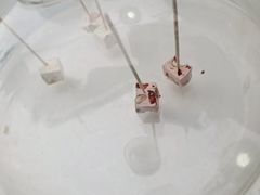 -苏小糖(鼓浪屿三丘田花园店)