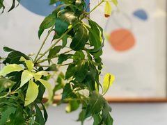-稀物集咖啡(徽州大道店)