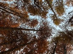 -上海海湾国家森林公园