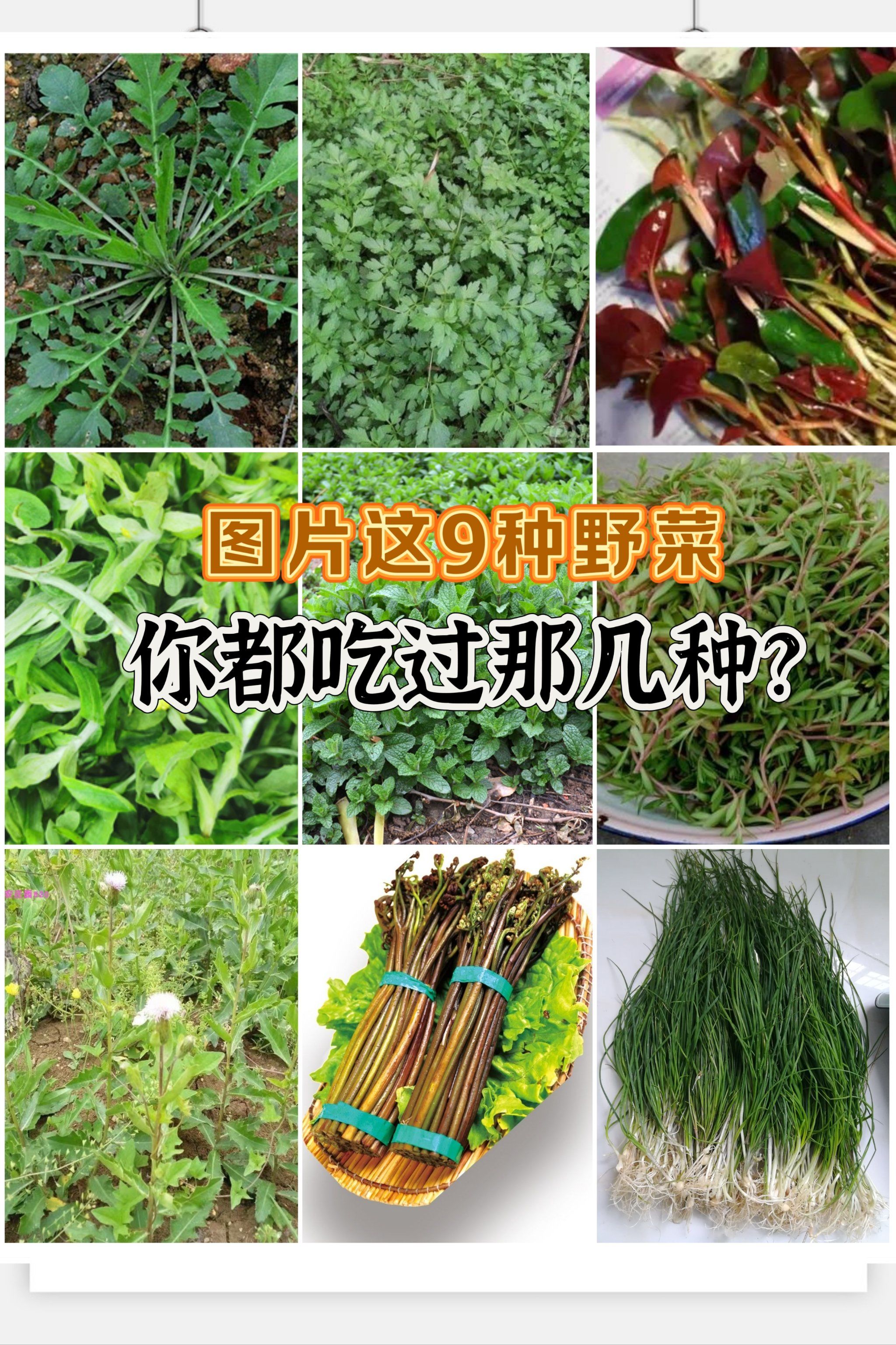 春天必吃9种野菜你都吃过那种?