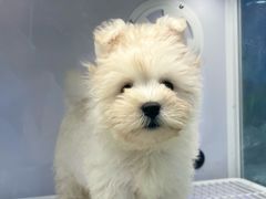 -翊宠yipet猫狗购宠庄园犬舍•猫舍