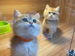 -猫十亿·布偶金渐层·曼基康矮脚猫舍(青年路店)