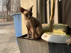 -琪喵猫屋·撸猫猫咖·猫舍