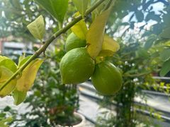 -Laures·月桂西班牙碳烤餐厅(十尚坊店)