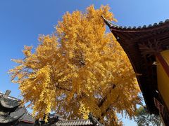 -上海青龙寺