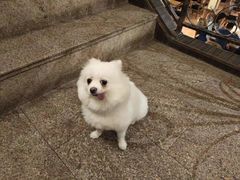 -more than meow吴止猫主题餐厅(承德 中船汇店)