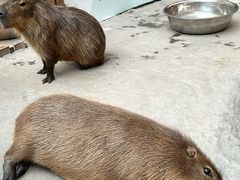 -廊坊固安福朋喜来登酒店