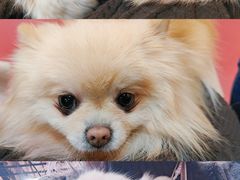 -和它·交个朋友·狗咖猫咖(爱琴海店)