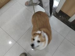 -瑞鹏宠物医院·夜间急症·心超·猫科(祖庙分店)