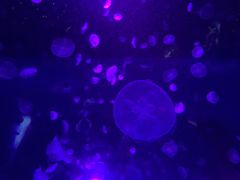 -江和美海洋公园